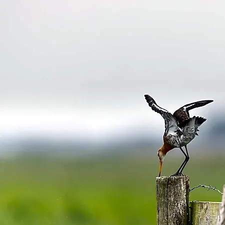 Zen