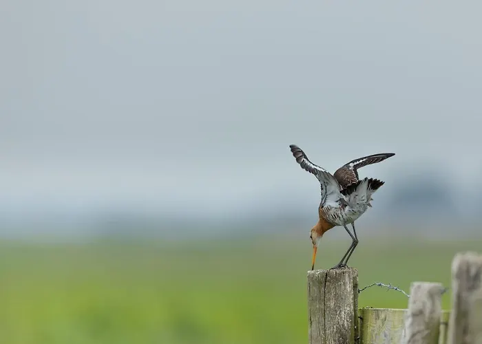 ベッド・アンド・ブレックファスト Zen