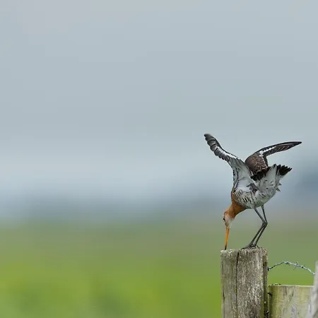Bed and Breakfast Zen